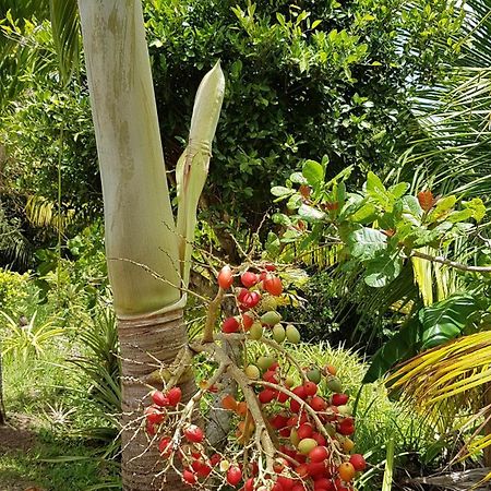 Kaye Mango Villa Soufriere Bagian luar foto